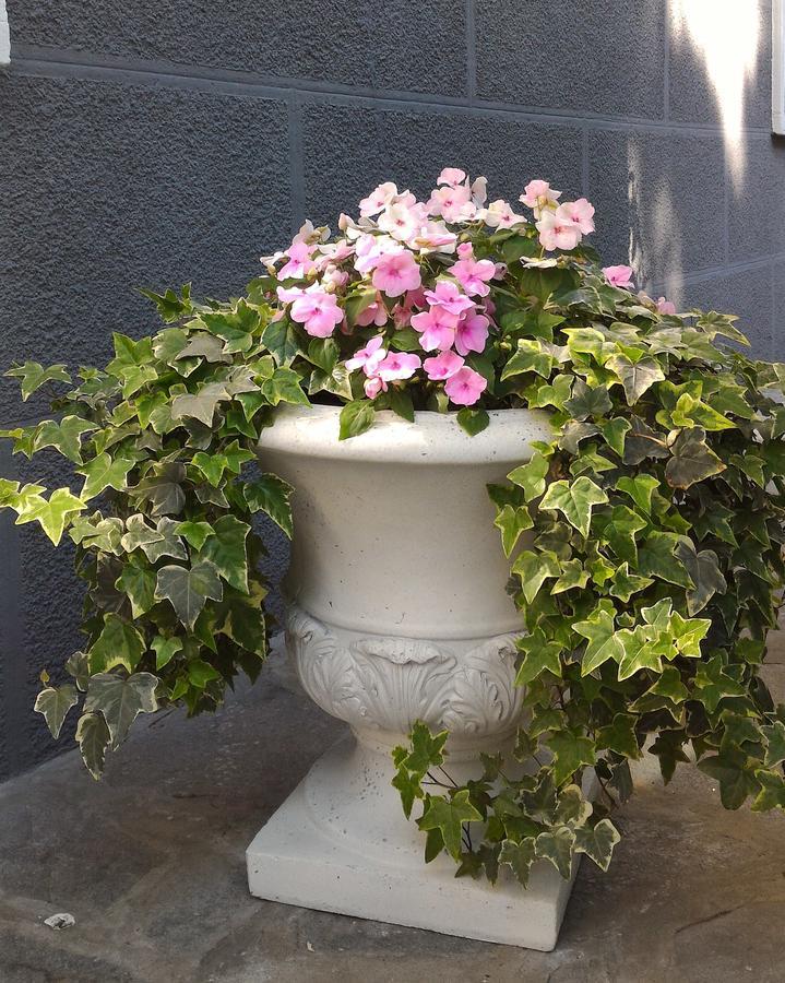 B&B Le Magnolie Gallarate Exteriör bild